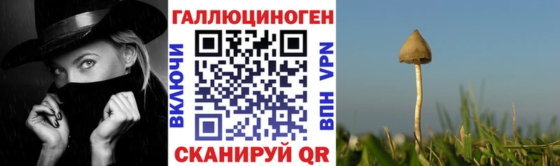 Галлюциногенные грибы Cubensis  мориарти как зайти  Новотитаровская  купить наркоту 